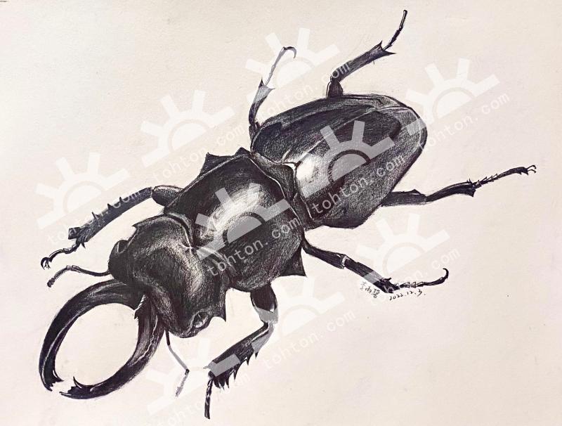 精微素描-甲虫