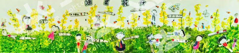 油菜花开